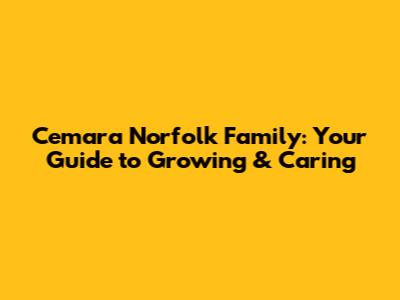 Cemara Norfolk Family: Your Guide to Growing & Caring