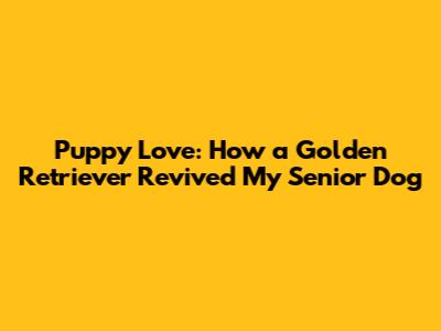 Puppy Love: How a Golden Retriever Revived My Senior Dog